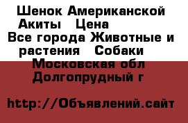 Шенок Американской Акиты › Цена ­ 35 000 - Все города Животные и растения » Собаки   . Московская обл.,Долгопрудный г.
